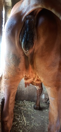 ગીર વોડકી વેચવાની છે