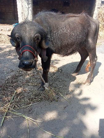 थंबनेल 3