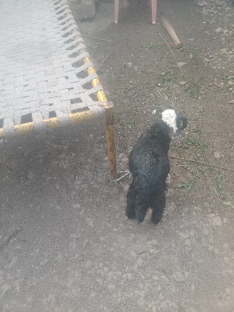 3 મહીનાની સે બે સે બચલીસે બેય