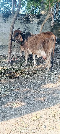 थंबनेल 4