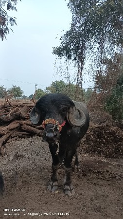 थंबनेल 2