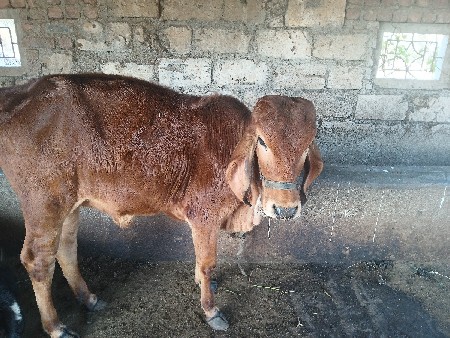 થંબનેલ 2