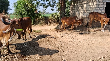 थंबनेल 3