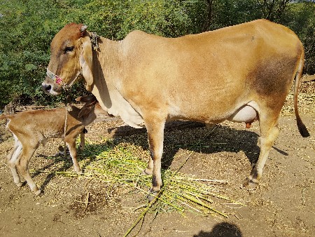 કોચ.જરચી.પેલુ.વેતર