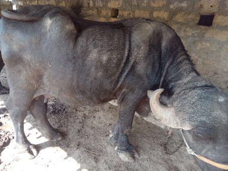 ભેશ વેશવાની છે