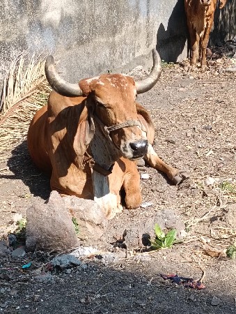 ગાય વેચવાની છે