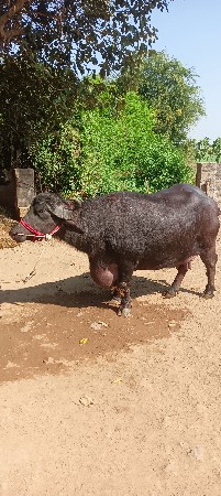 ભેંસ વેચવાની છે