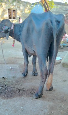 ભેસ વેચવાની સે