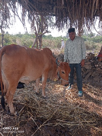 ગાય વેચવાની છે