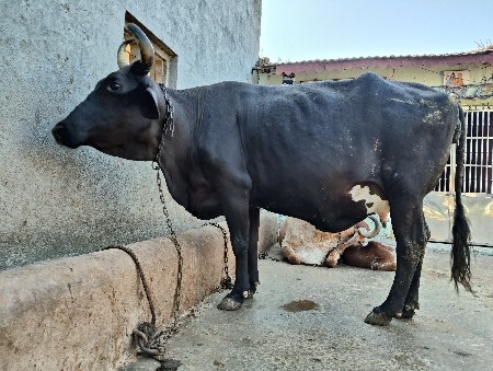 थंबनेल 2