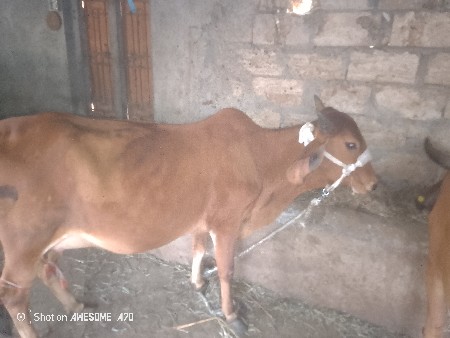 પેલું વેતર હોડકી દેવાની સે