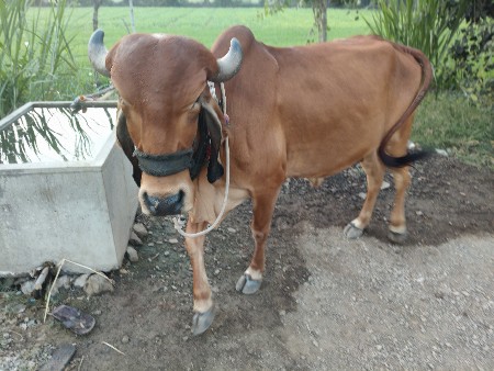 थंबनेल 3