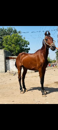 થંબનેલ 3