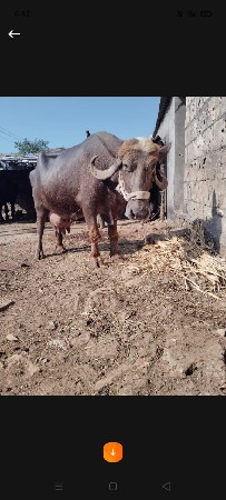 ભેંસ વેચવાની છે