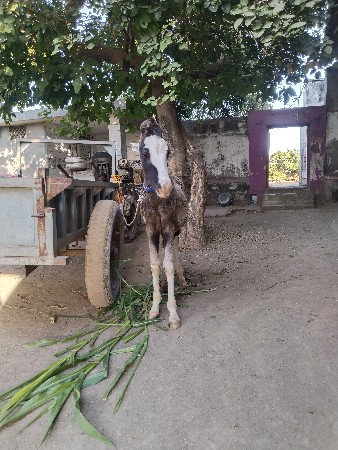 વસે રો વેચવાનો છે