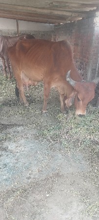 थंबनेल 3