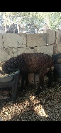 4 ઘેટા વેચવાના છે.