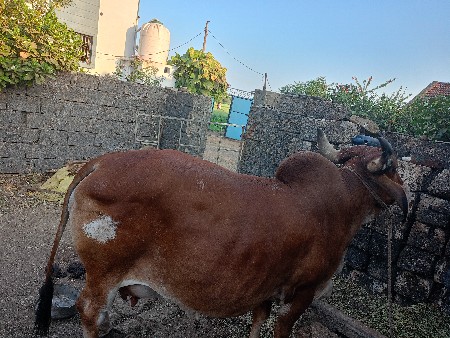 ગાય વેચવાની છે