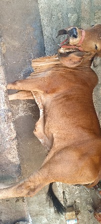 थंबनेल 3