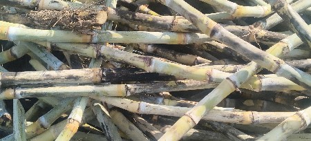 શેરડી બિયારણ 8005