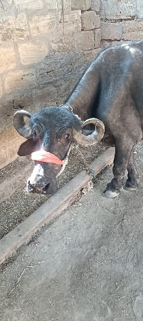 थंबनेल 2