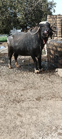 थंबनेल 3