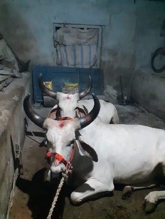 બળદ વેચવાના છે