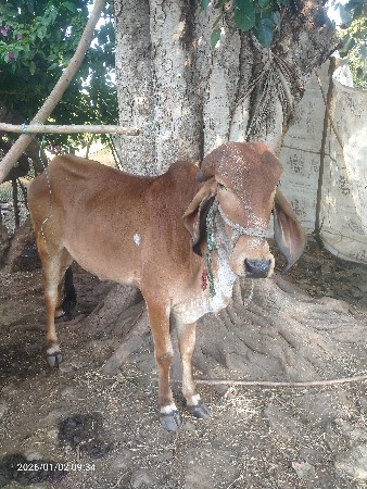 gir gaai vahechvani che