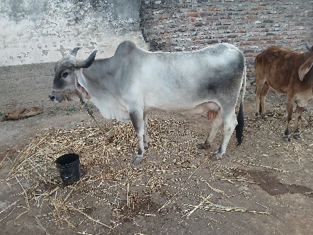 थंबनेल 3