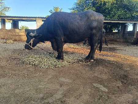 થંબનેલ 2