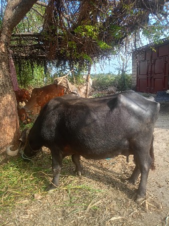 થંબનેલ 2