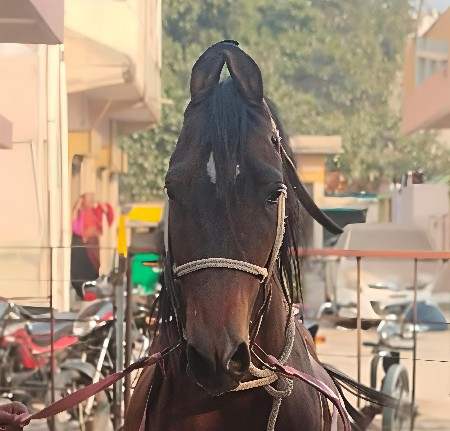 ઘોડો બેસવા નો હે