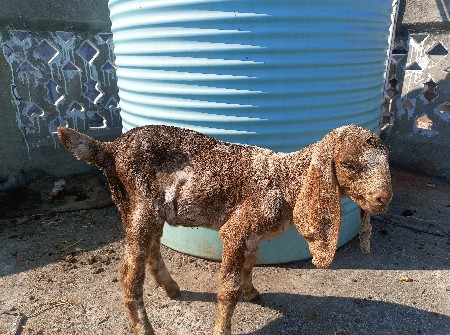 થંબનેલ 3