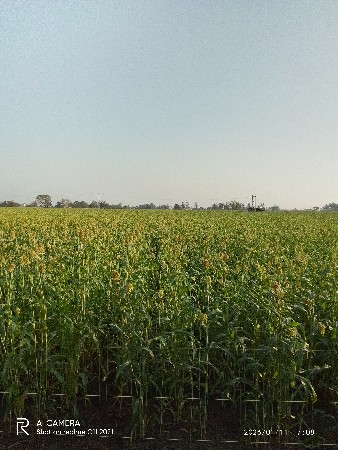 જુવાર લીલી