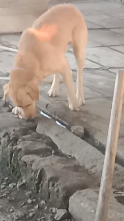 કુતરો વેચવાનો છે