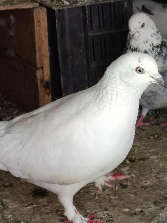 थंबनेल 3