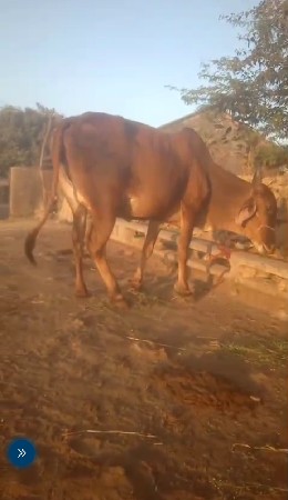 ગાય દેવાની છે