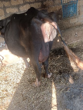 ભેશ વેચવાની છે