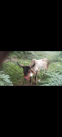 ગોઢલા વેચવાના છે