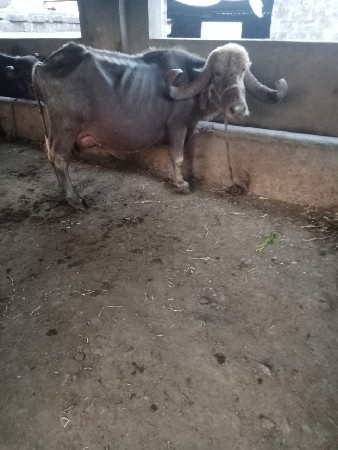 थंबनेल 4