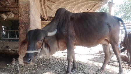 थंबनेल 3