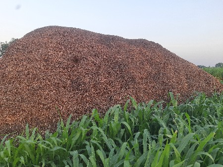 જી વીસ  નો સારો વેશવાનો છે