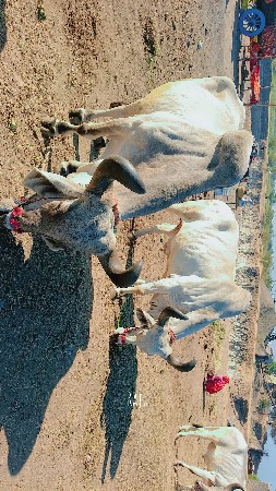 ચોથી ધર્મ