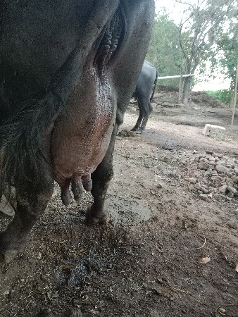 2 વેતર વિયાણી છે