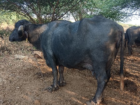 ભેસ વેવવાની છે