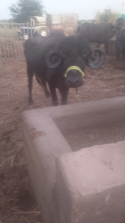 थंबनेल 2