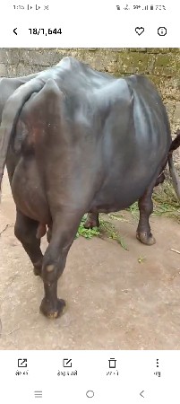 थंबनेल 3