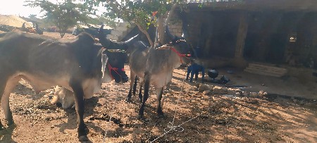 વાછડાં વેચવાના છે