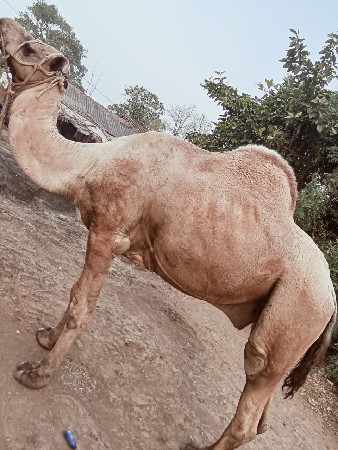 બંને વેચવાના છે