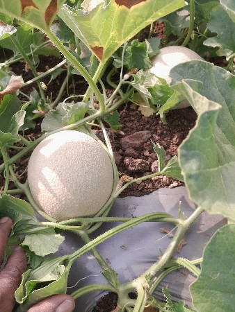 थंबनेल 2